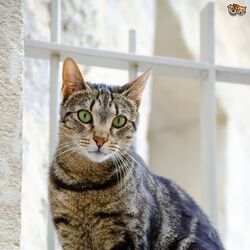 Category Domestic Cat Breeds FictionRulezForever Wiki Fandom
