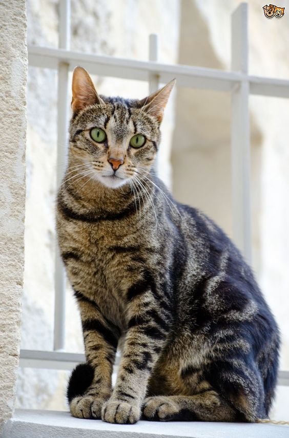 Tabby cat - Wikipedia