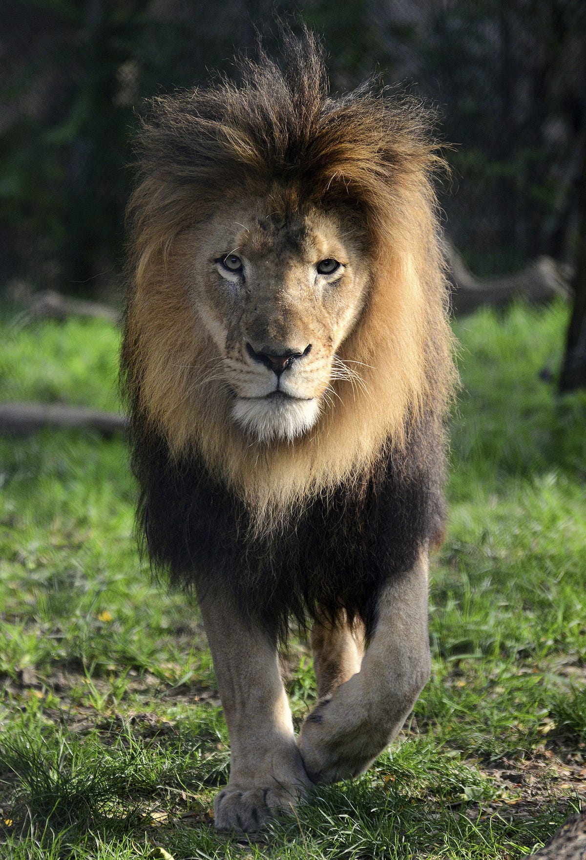 African Lion, FictionRulezForever Wiki