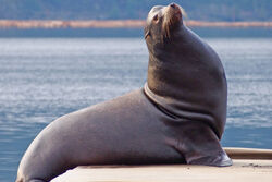 sealions_spring2013.jpg