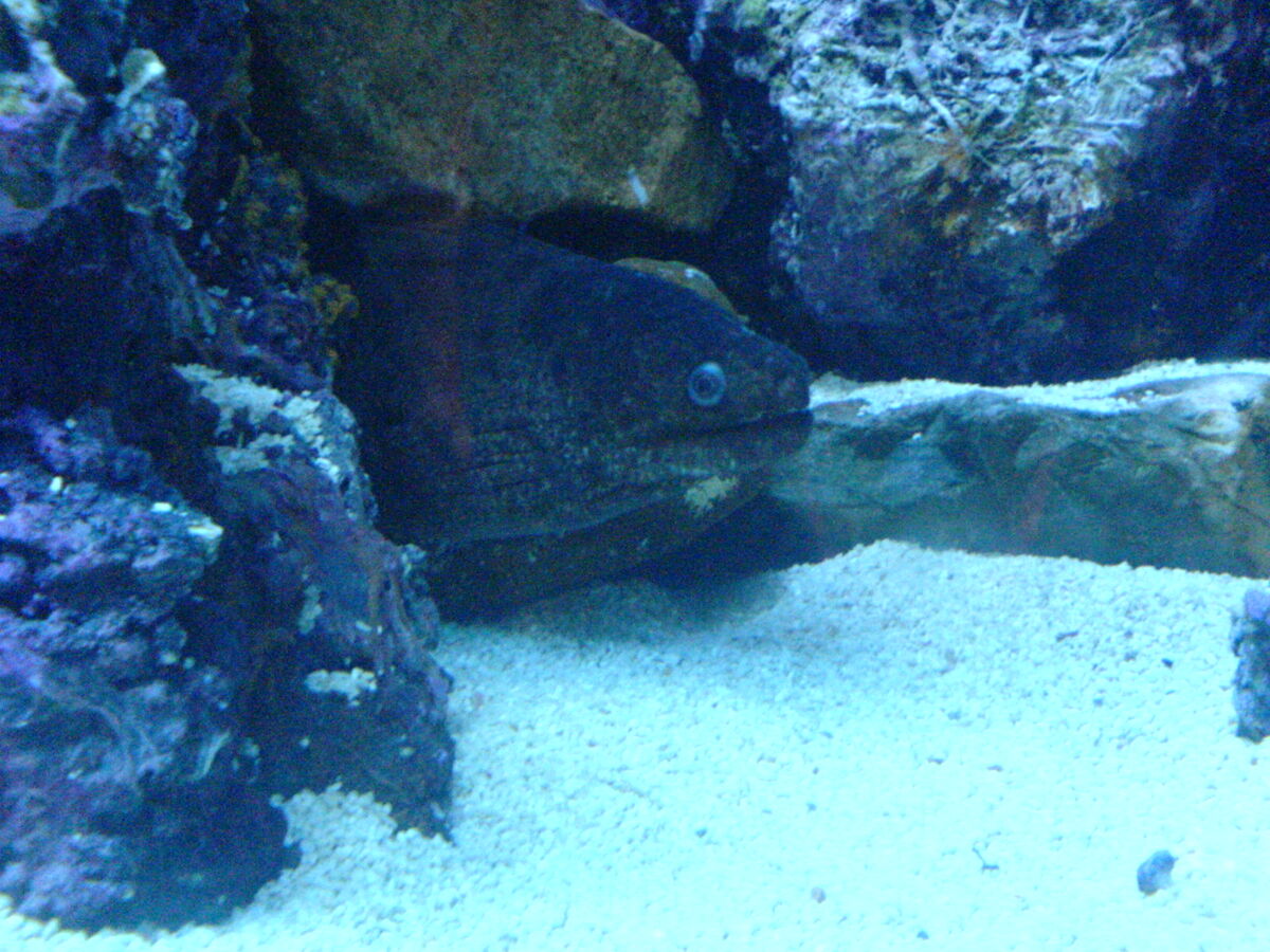 ☆EELS ON THE MOVE Mysterious Creatures over Millions of