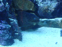 Yellow-Edged Moray | FictionRulezForever Wiki | Fandom