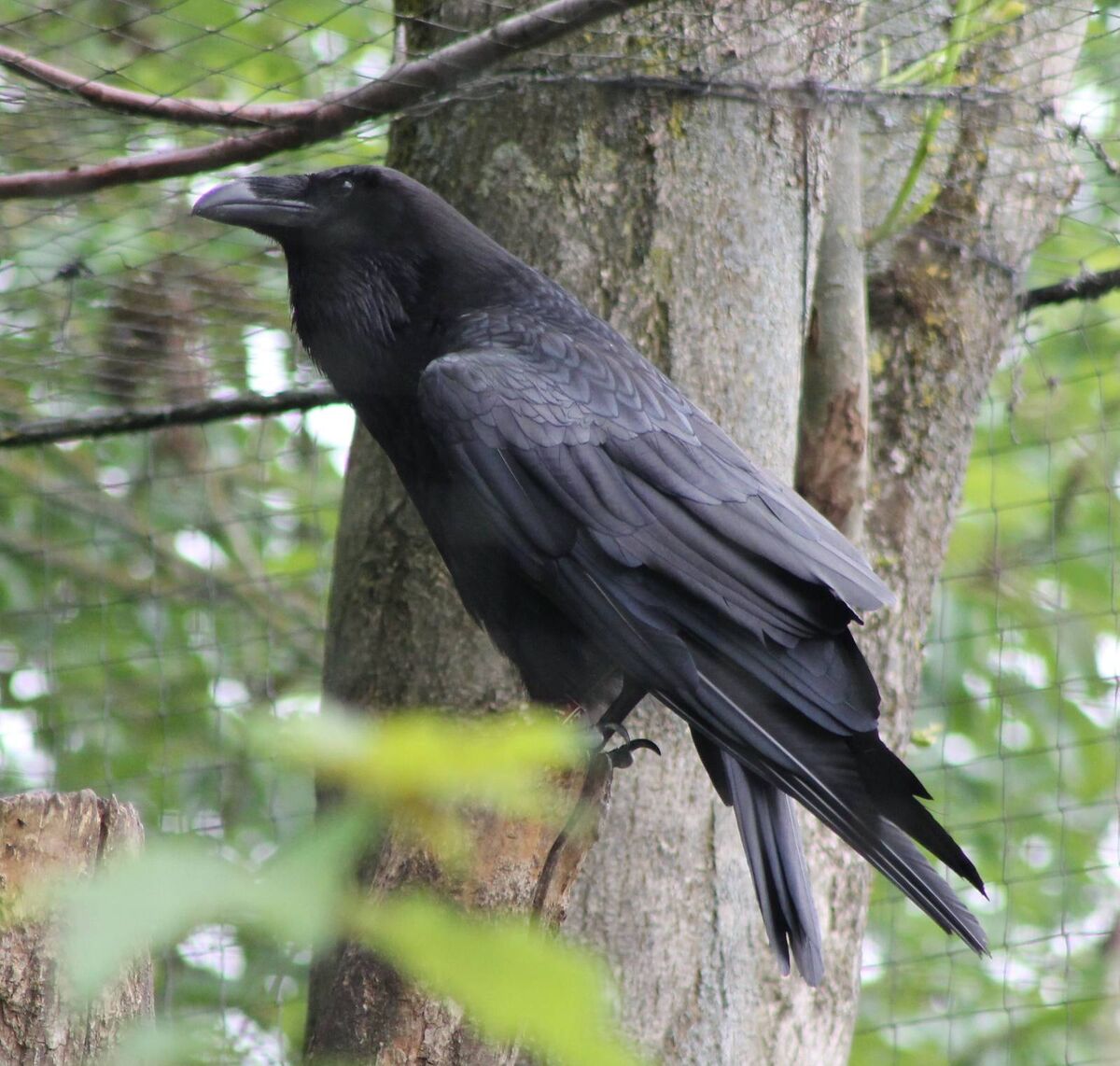 Common raven - Wikipedia