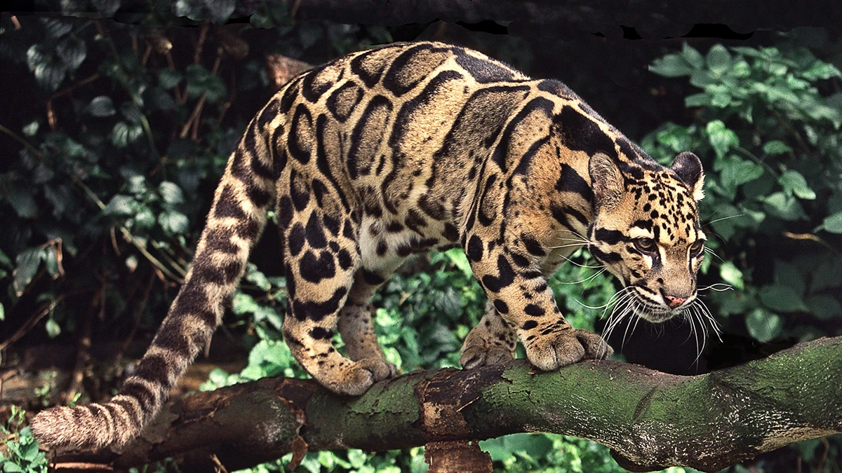 シム・シメール、【THE LITTLE CLOUDED LEOPARD】 Clouded Leopard | Safari Ltd®
