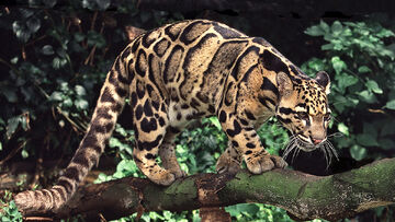 シム・シメール、【THE LITTLE CLOUDED LEOPARD】 Japanese clouded leopard (Ultra-Pleistocene) | Speculative