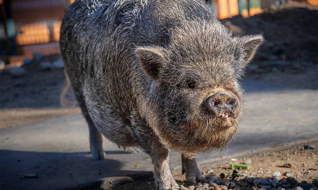 Vietnamese PotBellied Pig FictionRulezForever Wiki Fandom