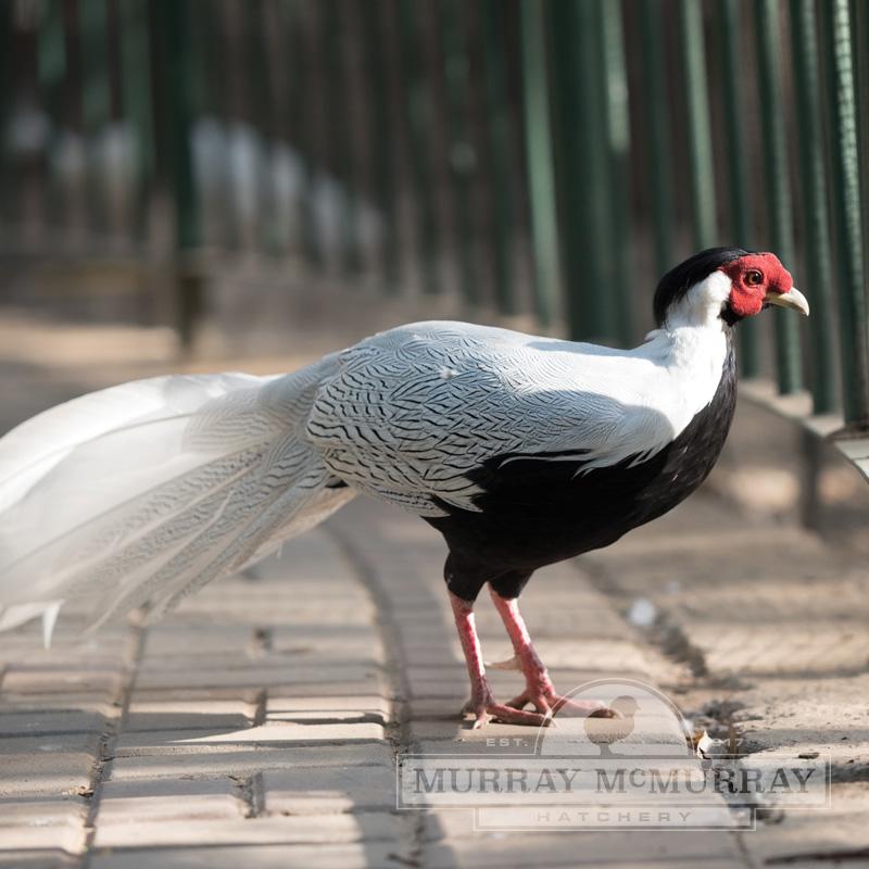 Silver Pheasant | FictionRulezForever Wiki | Fandom
