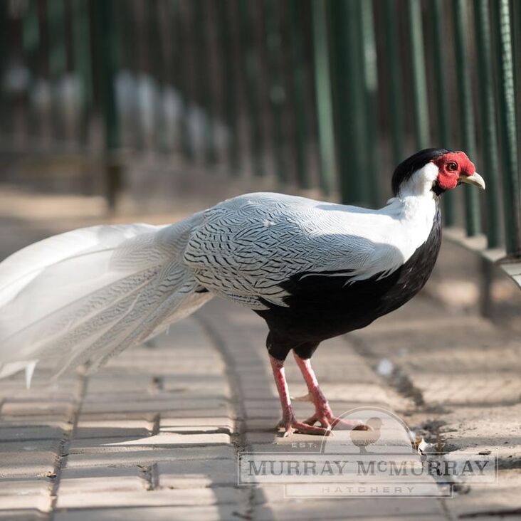 Silver Pheasant | FictionRulezForever Wiki | Fandom