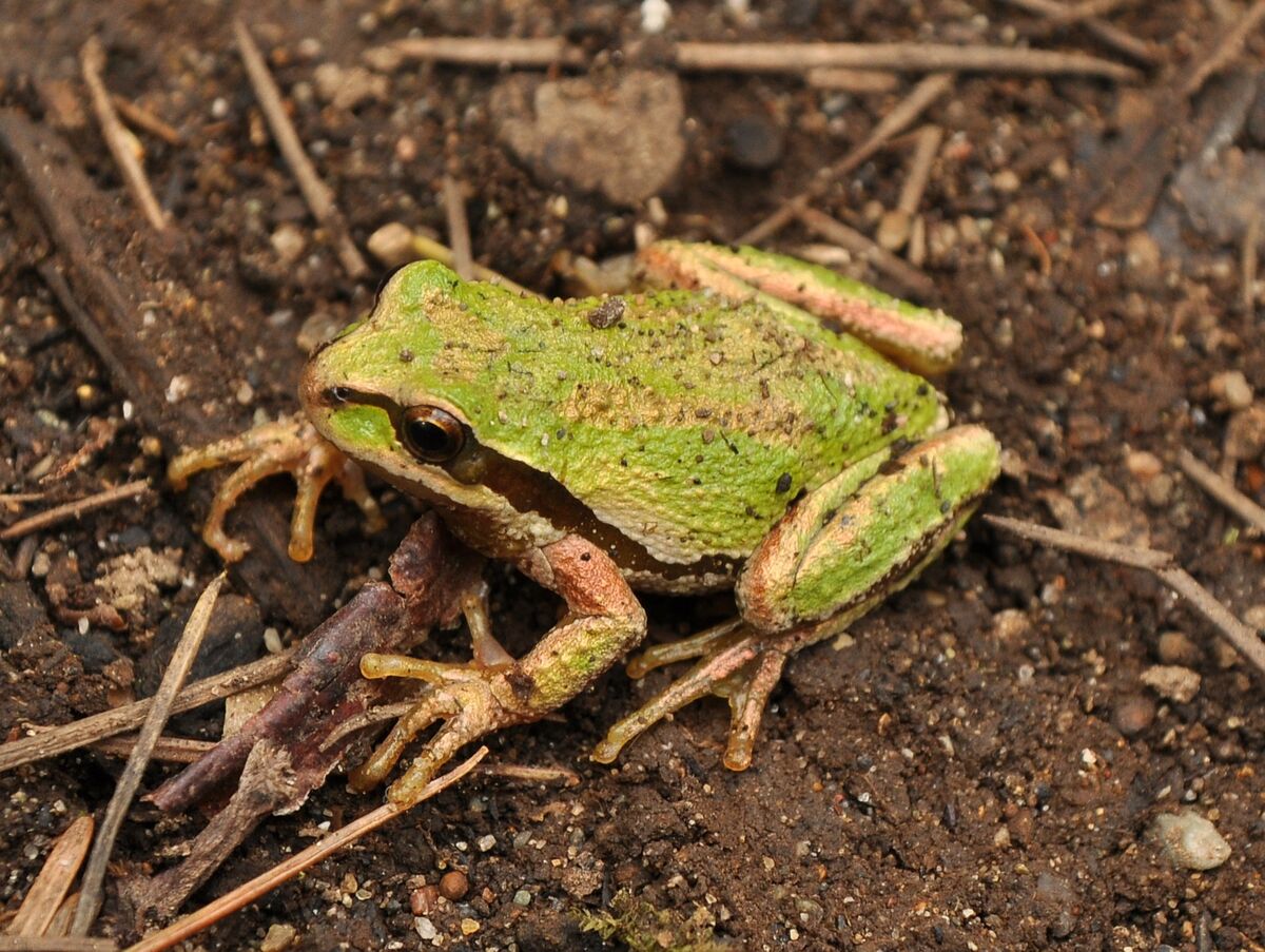 Pacific Tree Frog | FictionRulezForever Wiki | Fandom