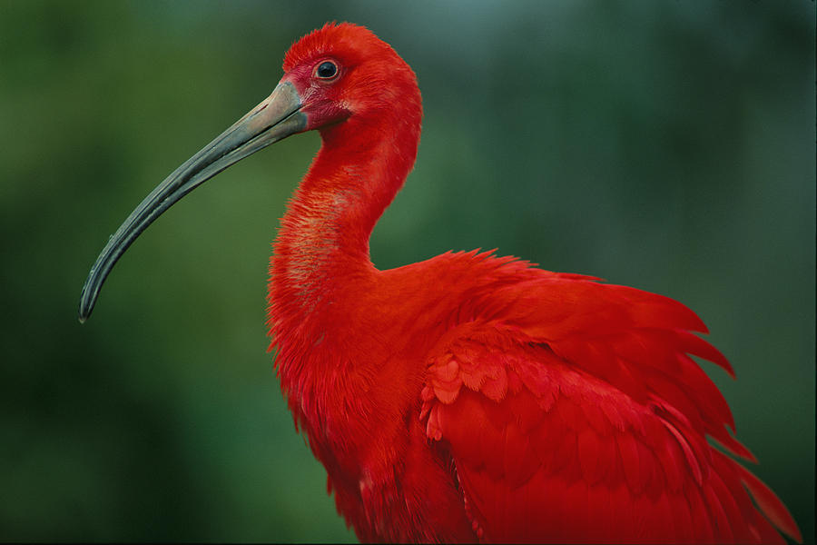 Scarlet Ibis | FictionRulezForever Wiki | Fandom Scarlet Ibis | FictionRulezForever Wiki | Fandom