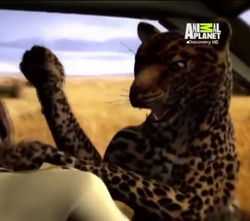 African Leopard/Gallery, FictionRulezForever Wiki