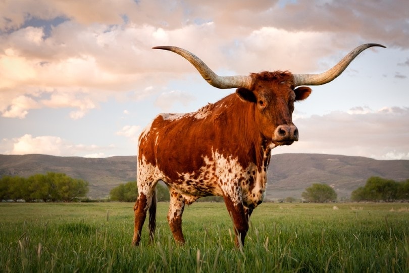 Texas Longhorn FictionRulezForever Wiki Fandom