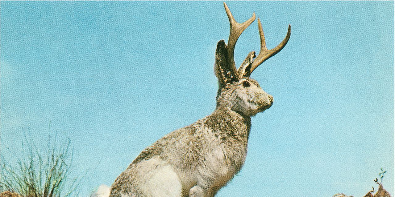 NIL DUE / NIL UNディフューザー JACKALOPE NIL DUE / NIL UNディフューザー JACKALOPE