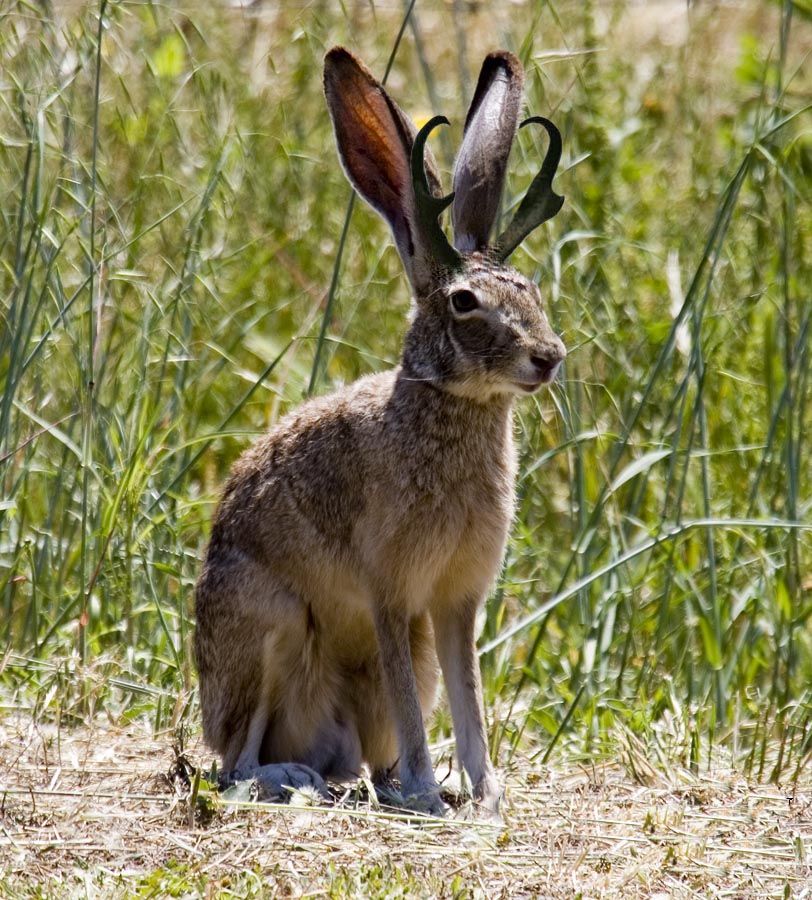 JACKALOPE