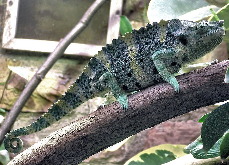 Meller's chameleon  Smithsonian's National Zoo and Conservation