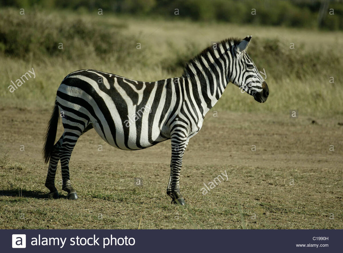 File:Plain Zebra on 3 legs (955773032).jpg - Wikimedia Commons