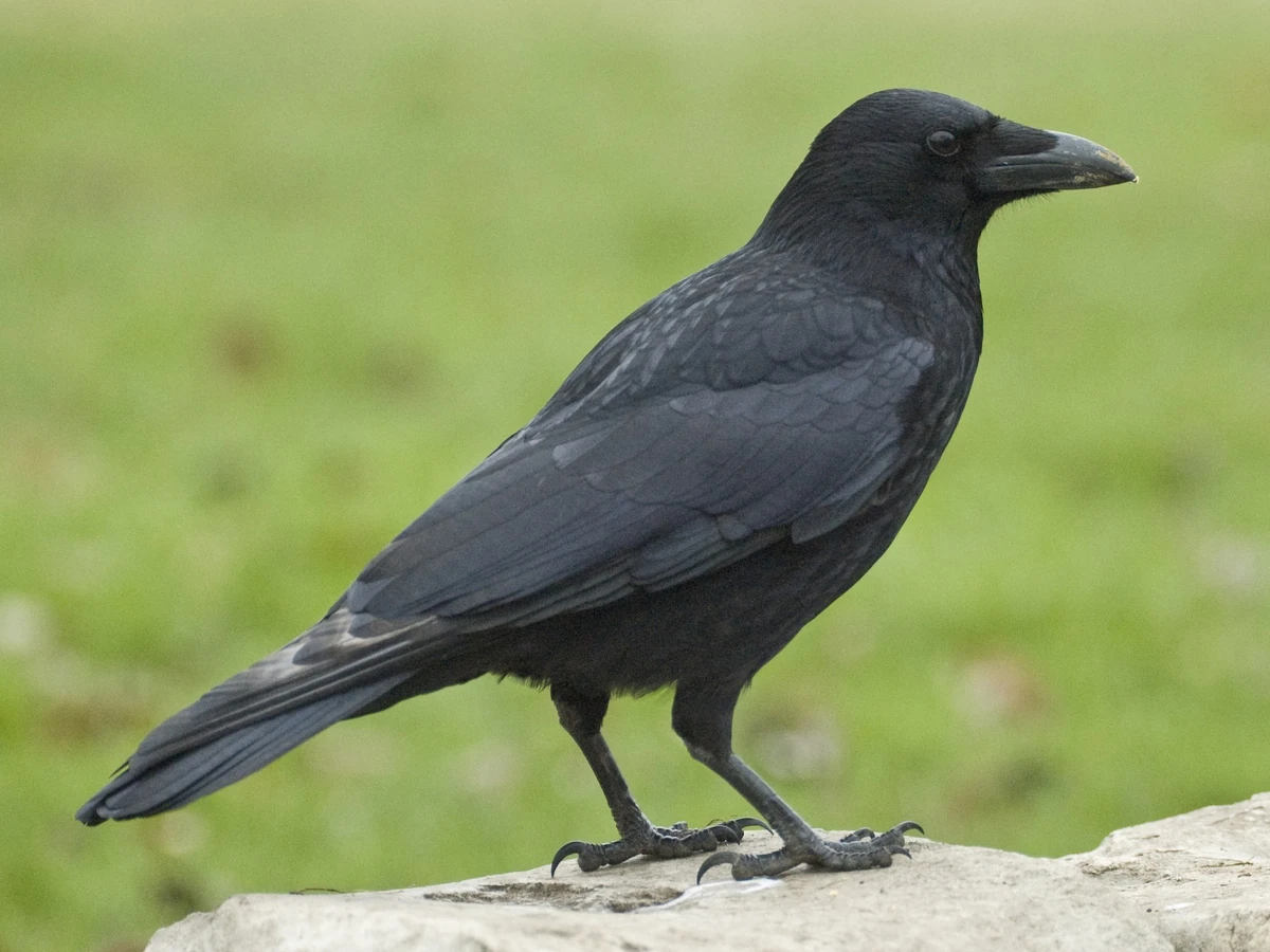Jungle Crow | FictionRulezForever Wiki | Fandom