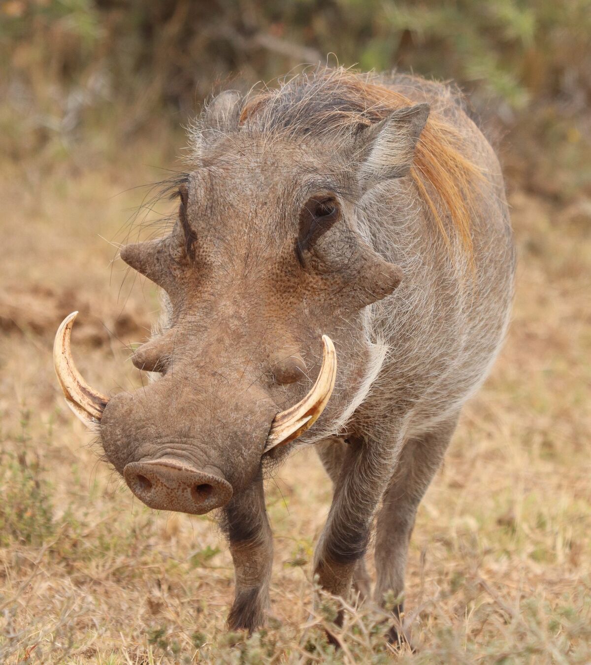 Common Warthog | FictionRulezForever Wiki | Fandom