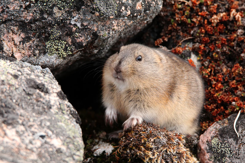 Brown lemming, rodent