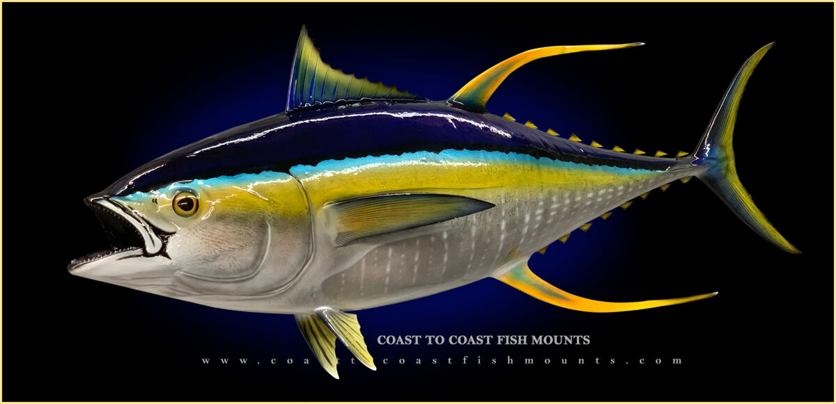 Yellowfin Tuna, FictionRulezForever Wiki