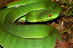 green tree viper