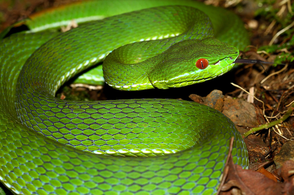 Китайская змея. Китайская куфия (Trimeresurus stejnegeri). Trimeresurus stejnegeri самки. Зелёная Trimeresurus. Китайский полоз.