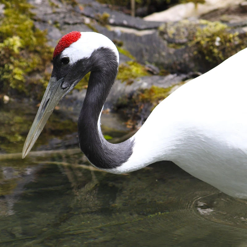 RedCrowned Crane FictionRulezForever Wiki Fandom