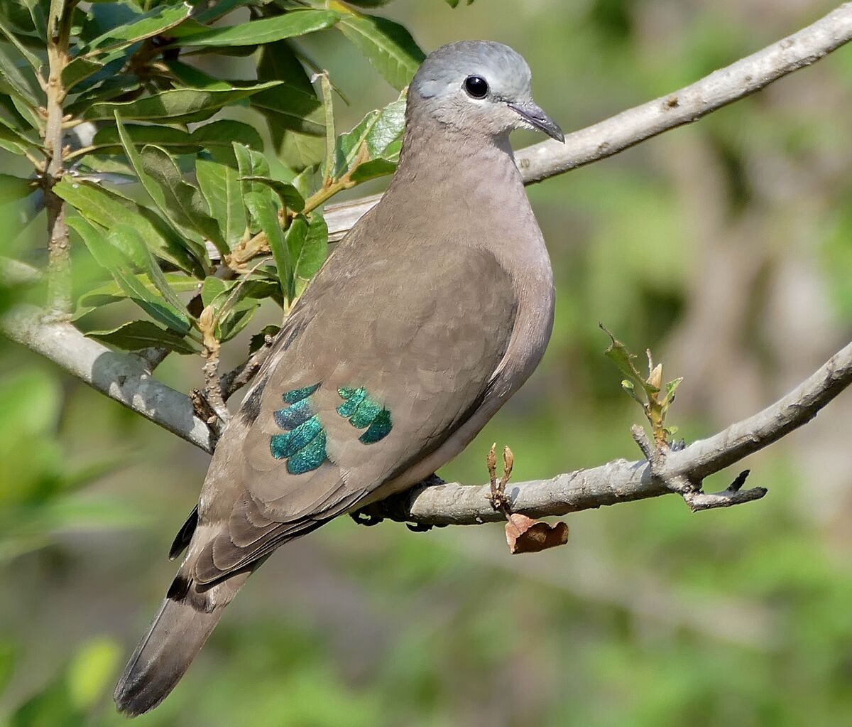 Emerald-Spotted Wood Dove | FictionRulezForever Wiki | Fandom