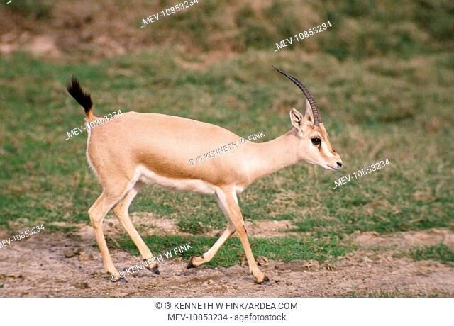 rhim gazelle