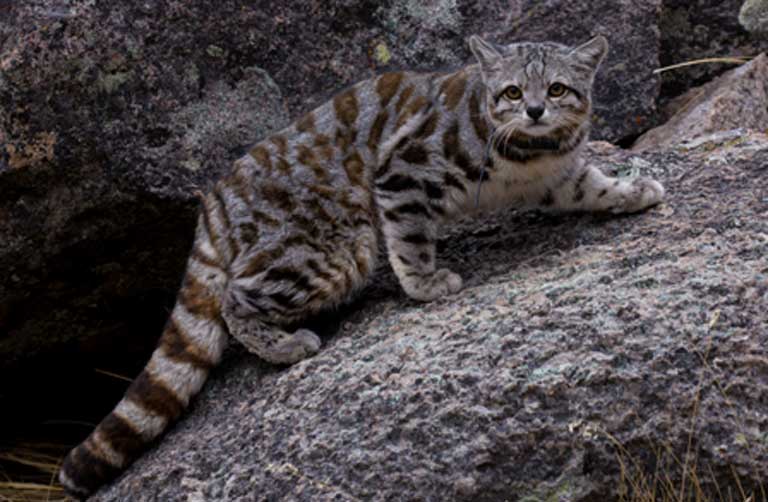Mountain feline hot sale
