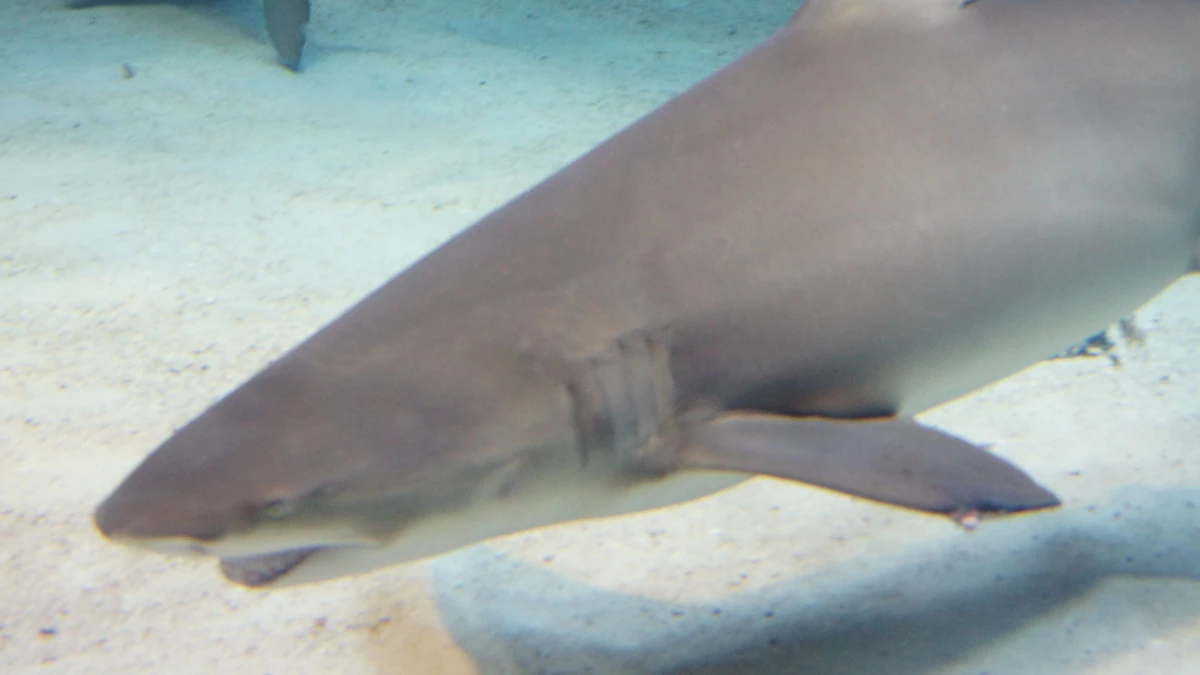 Sicklefin Lemon Shark | FictionRulezForever Wiki | Fandom