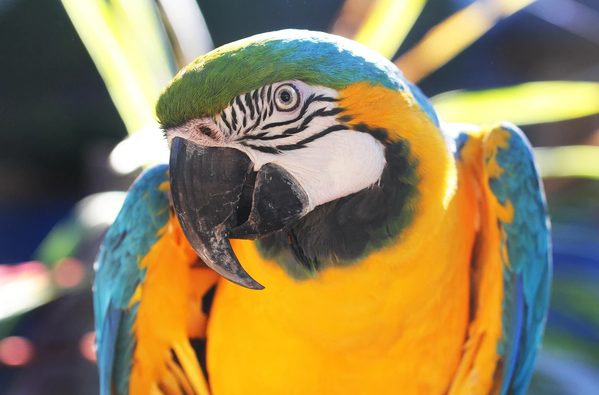 Blue and Gold Macaw | FictionRulezForever Wiki | Fandom