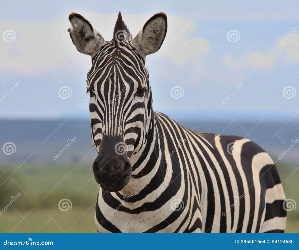 Plains Zebra FictionRulezForever Wiki Fandom