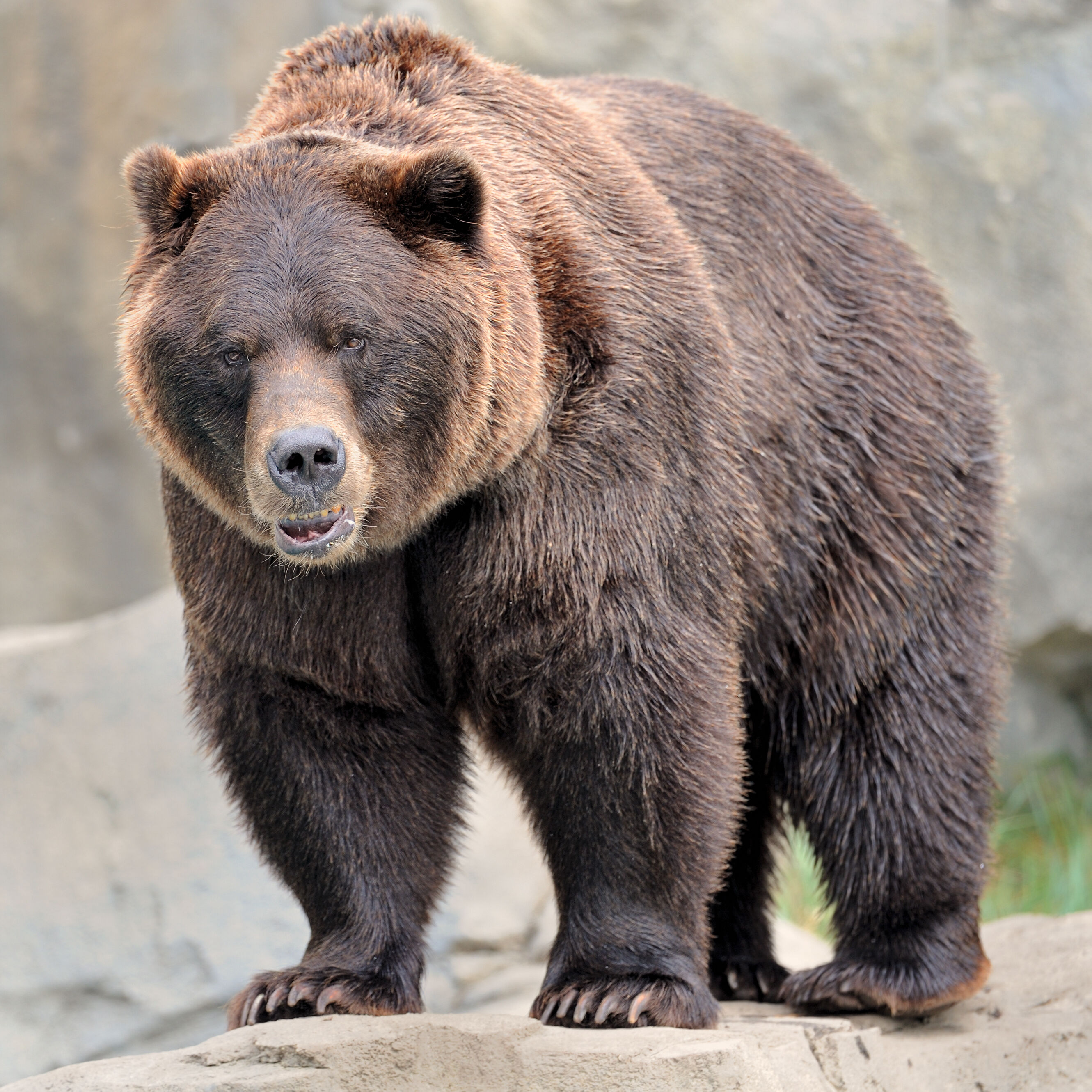 Featured Animals - Grizzly Bear - CMZoo
