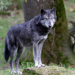 northwestern wolf