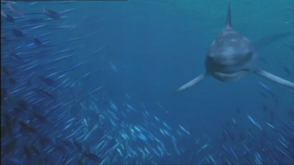 physogaleus-fictionrulezforever-wiki-fandom