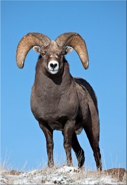 Rocky mountain sheep coats clearance