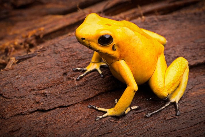 How to Survive a Poison Dart Frog  How can you identify the most