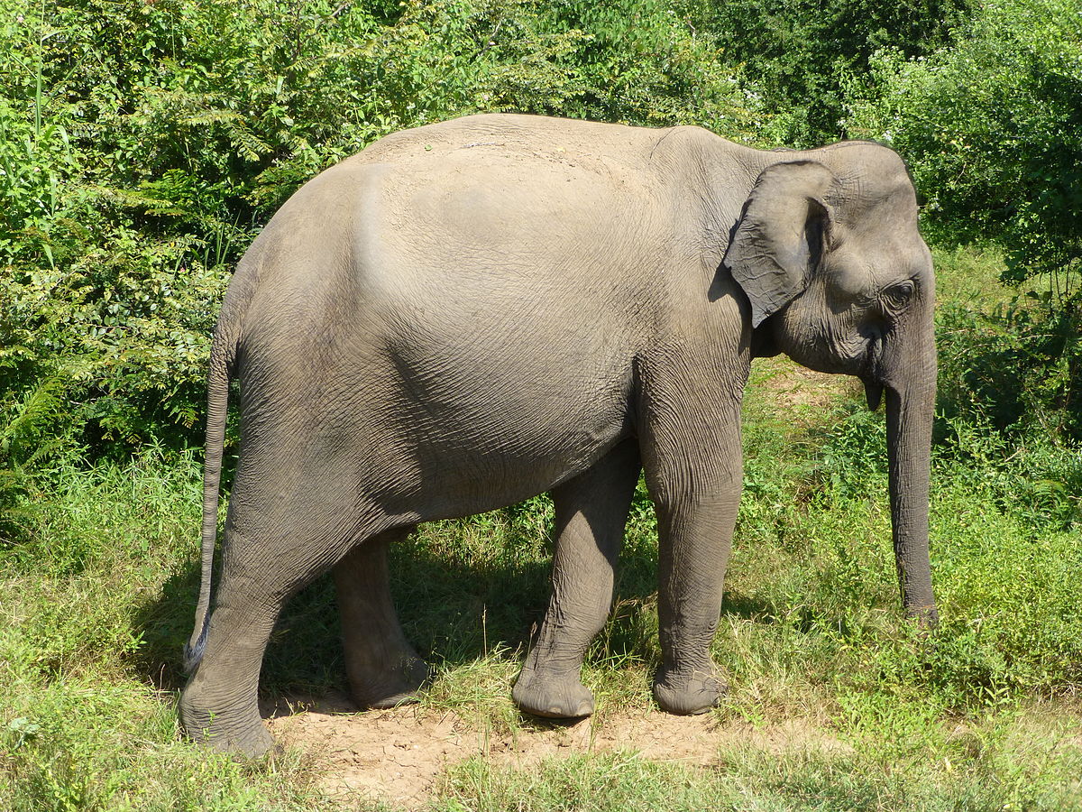 Sri Lankan Elephant | FictionRulezForever Wiki | Fandom