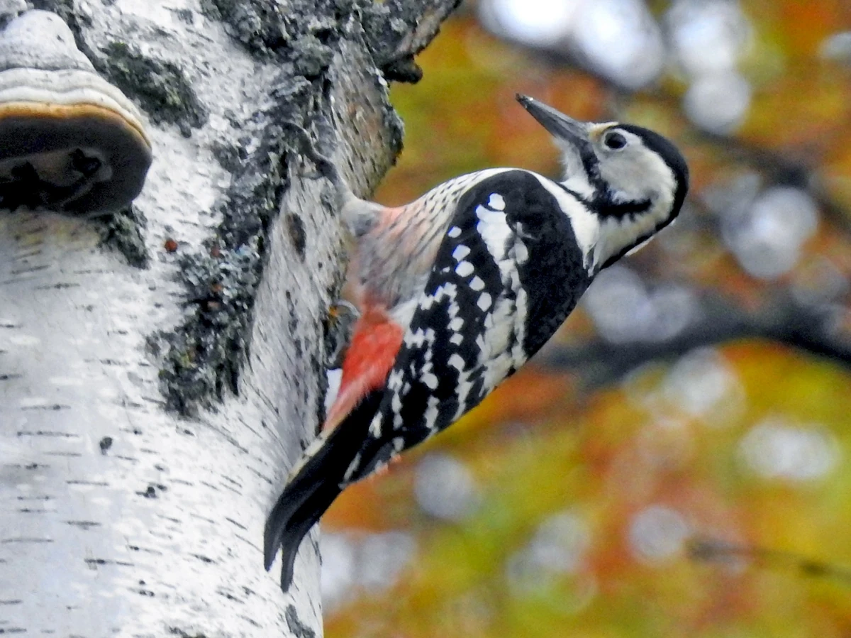 WhiteBacked Woodpecker FictionRulezForever Wiki Fandom
