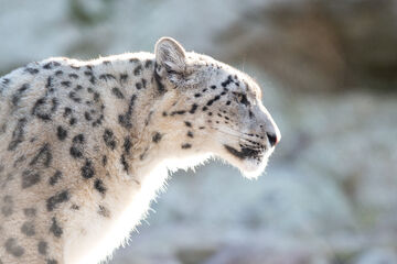Snow Leopard | FictionRulezForever Wiki | Fandom
