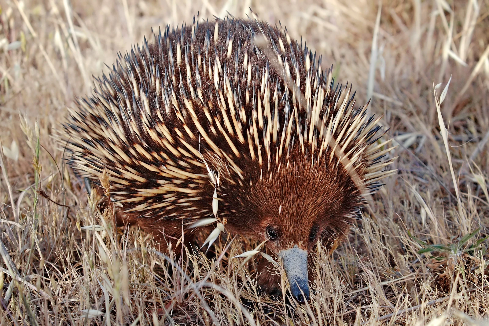 Short-Beaked Echidna | FictionRulezForever Wiki | Fandom