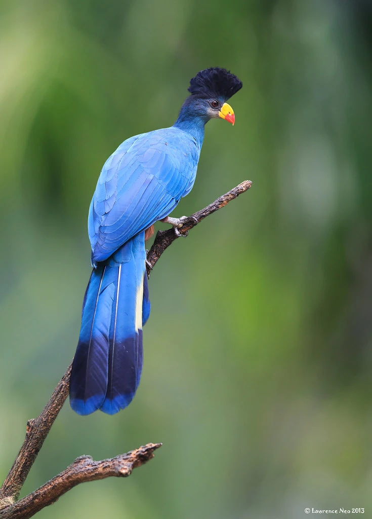 Great Blue Turaco | FictionRulezForever Wiki | Fandom