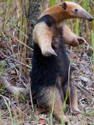 Southern Tamandua and Captain team up for a Super Intimidation