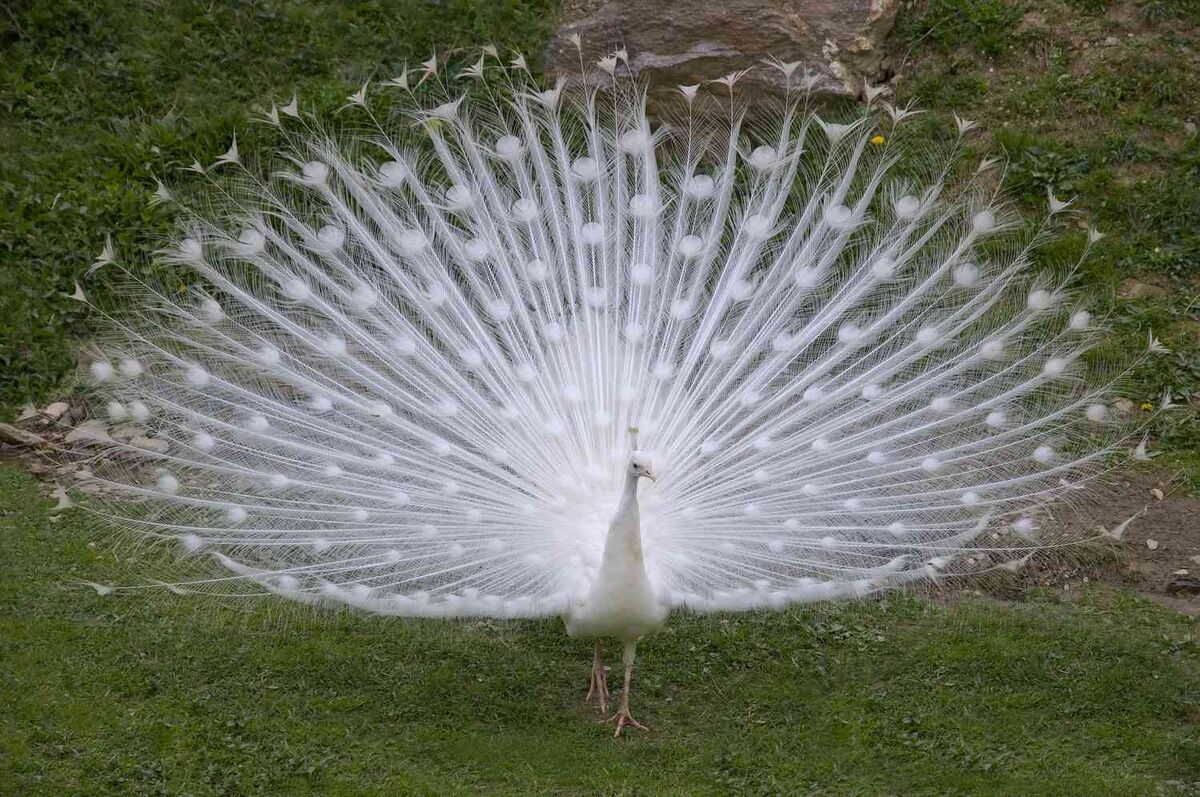 Pavo cristatus - Wikipedia