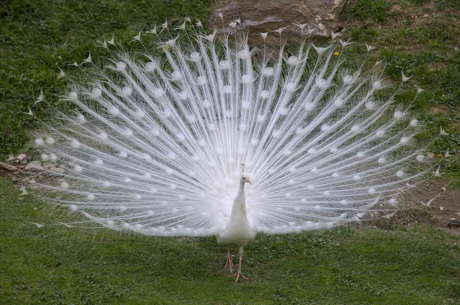 White Peafowl, FictionRulezForever Wiki