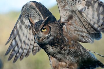 All about birds great horned owl sales
