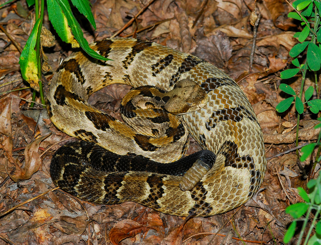Timber rattlesnake - Wikipedia