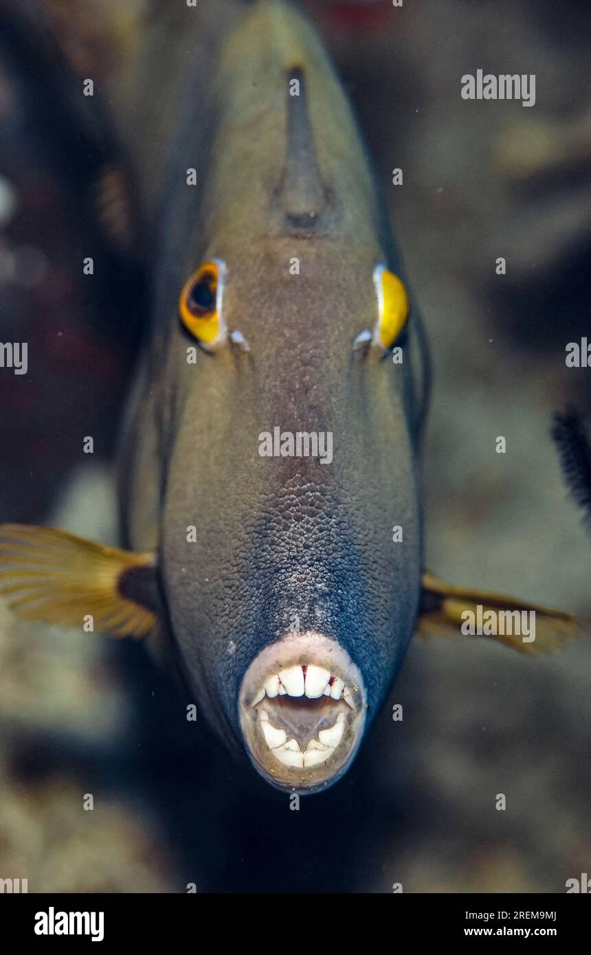 Broom Filefish | FictionRulezForever Wiki | Fandom