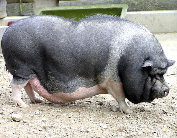 Vietnamese pot bellied pig discount